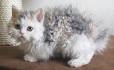 Curly-haired Cat Breeds - Cat Breeds Encyclopedia