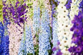 In warm regions, these annual winter flowers offer fantastic blooms throughout the cold weather season. 15 Tall Perennial Flowers