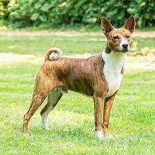 uber 39 hunde die nicht haaren liste mit bild hundefunde