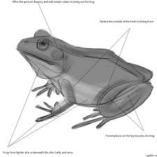 Realistic Frog Drawing In 4 Steps With Photoshop Frog Drawing Step By Step Drawing Drawings