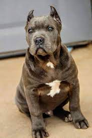 Are there xl bullies for sale in texas? Pin On Future Pet Options Breeders