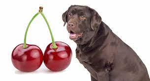 The ripe pulp around the seed is not toxic, however all other parts of this plant are toxic to dogs depending on how much of cherries your dog consumed and whether the cherries and pits. Can Dogs Eat Cherries Is It Safe To Share This Fruit With Your Dog