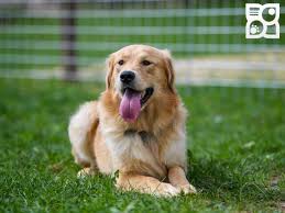 Here at d&j golden retriever puppies, we have been breeding dogs for over 15 years! Golden Retriever Puppies Florida Breeder Guide At Puppies Api Ufc Com