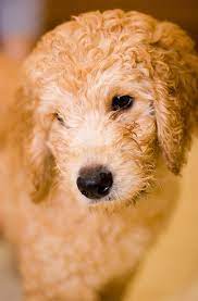 Coffee machine brands australian labradoodle mini puppies. Mini Labradoodle A Complete Guide To The Miniature Labradoodle Dog