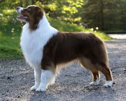 images?q=tbn:ANd9GcSYxeT93PR-LPKirLN2L_3