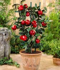 Kubel Apfel Tasty Beauty 1a Qualitat Baldur Garten Winterharte Pflanzen Pflanzen Winterhart