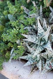 Enliven your home with these ideas for planting succulent plants make great, easy container garden plants. Tips For Arranging Succulents In Containers And Landscapes Succulents And Sunshine