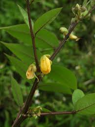 Image result for Senna occidentalis