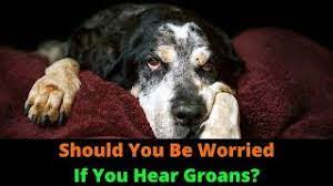 Why Is My Dog Groaning When He Lies Down Puppy Moaning And Groaning Explained Youtube