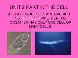 Animal cells usually have an irregular shape, and plant cells usually have a regular shape. 1 All Life Processes Are Carried Out By Cells Whether The Organism Has Only One Cell Or Many Cells Unit 2 Part 1 The Cell Ppt Download