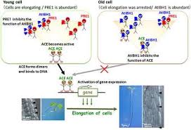 We did not find results for: Researchers Examine Mechanism Determining Plant Height And Leaf And Seed Size