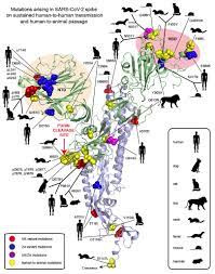 B.1.617.2, which now goes by the name delta, first emerged in many of these mutations have no impact at all. Mutations Arising In Sars Cov 2 Spike On Sustained Human To Human Transmission And Human To Animal Passage Sars Cov 2 Coronavirus Virological