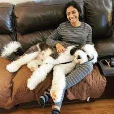 A mini sheepadoodle usually stands less than 20 inches tall and weighs between 24 and 44 pounds. 6 Best Sheepadoodle Breeders In Ohio 2021 We Love Doodles