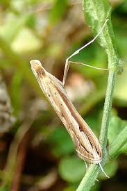 Image result for Euclasta