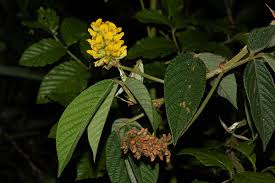 Image result for Eriosema