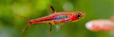 Chili Rasbora (Boraras Brigittae): Care Guide & Species Profile