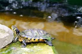 Check spelling or type a new query. Yellow Bellied Slider Care Guide The Aquarium Guide