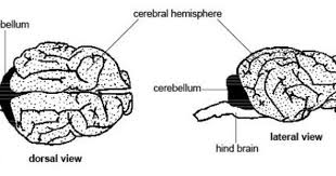Pin On Pet Health Safety Tips