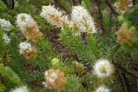 Image result for Selago coerulea