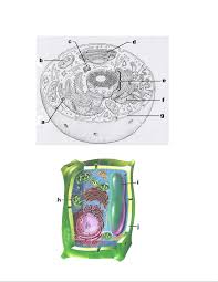 We did not find results for: Cell Structure And Function Diagram Questions Animal Cell Plant Cell How Are Studocu