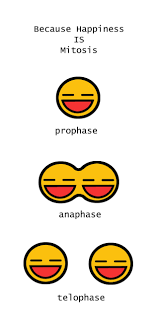Mitosis Jokes The above animation is an embedded flash movie of mitosis in action. mitosis jokes