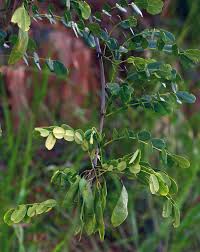 Image result for Dalbergia melanoxylon
