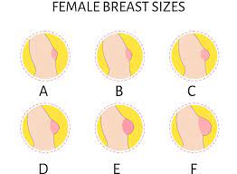 Small breasts: why you have them and what to do about it | Harley Medical