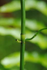Image result for Equisetum ramosissimum