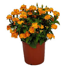 Image result for Crossandra fruticulosa