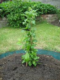 How To Grow A Goji Berry Tree In The Garden Berry Plants Growing Goji Berries Plants