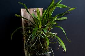Image result for Angraecum calceolus