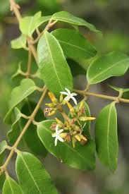 Image result for Landolphia landolphioides