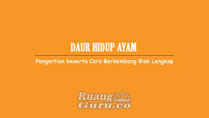 Ternyata hewan dapat dikelompokkan berdasarkan tempat hidupnya loh. Daur Hidup Ayam Pengertian Beserta Cara Berkembang Biak Lengkap
