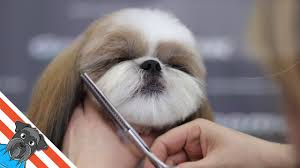 Feb 08, 2021 · the most common style of shih tzu trim is the teddy bear. A Beautiful Haircuts Shih Tzu How To Groom Shih Tzu Youtube
