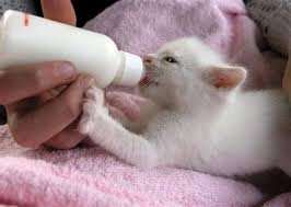 If you find a kitten that's been separated from the litter or abandoned, you can feed it with homemade formula. Is There A Simple And Quick Way To Make Milk For Kittens I Heard It Needs Gelatine But It Is Not Available From Where I Live Quora