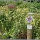 Creating Pollinator Gardens and Wildlife Habitats event image