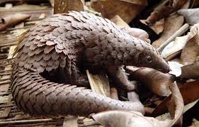 Pangolin Schuppentier C Chloe Cipolletta Wwf Tiere Susse Tiere