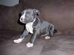 Staffordshire bull terrier dogs & puppies in uk. For Sale Purebred Blue American Staffy Pup Staffy Pups Blue Staffy Puppy Pup