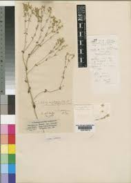 Image result for Sebaea brachyphylla