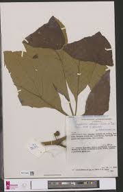 Image result for Ampelocissus obtusata