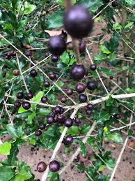 Image result for Coffea racemosa