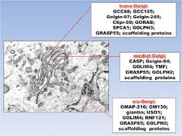 The golgi apparatus functions as an organelle found within the cells of the majority of eukaryotic organisms. 1 The Structure Of The Golgi Apparatus With A Division Into The Cis Download Scientific Diagram