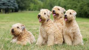Sometimes, you may find dogs and puppies for free to a good home by an owner who may no longer be able to look after them. Soft Coated Wheaten Terrier All About Dogs