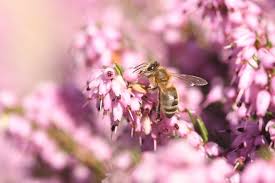 Insektensterben Ursachen Folgen Und Gegenmassnahmen Frag Mutti Insekten Ameisen Im Haus Ungeziefer