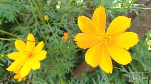 We did not find results for: Ini Manfaat Kenikir Sebagai Tanaman Refugia Cendana News