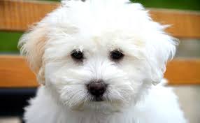 Avec des millions de visites, il est facile de vendre un logement. Chiot Coton Tulear D Occasion Plus Que 2 A 60