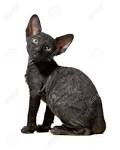 Cornish Rex Cat Breed Information, Pictures ...