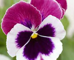 Pansy Close Up Google Search Pansies Close Up Plants