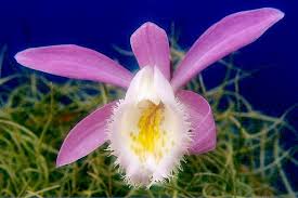We did not find results for: Peacock Orchid