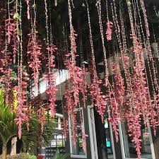 Image result for Thunbergia mysorensis